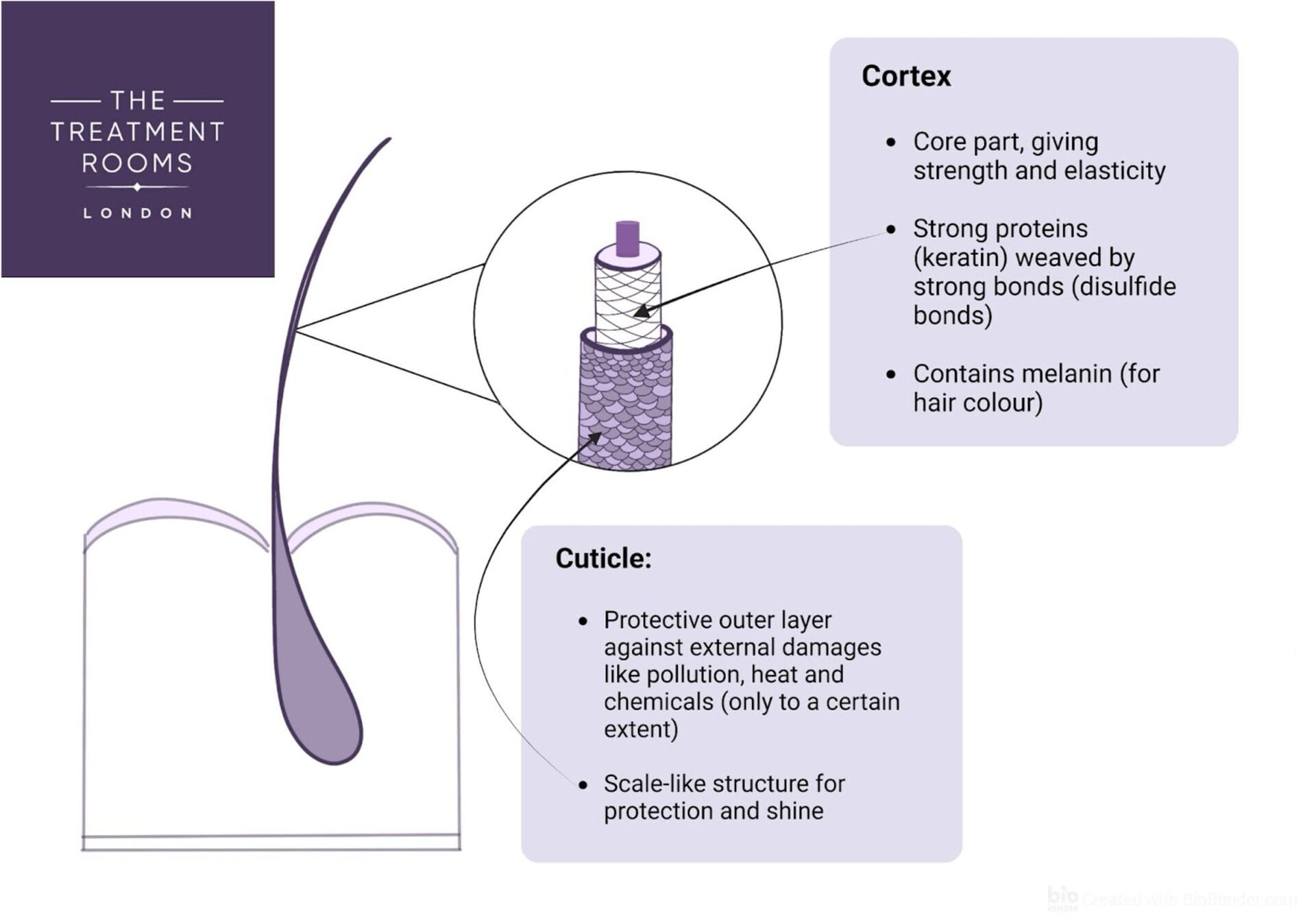 Hair Diagram Cortex and Cuticle